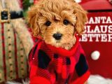 Efsane Kali̇tedeki̇ Kore Gen Hattina Sahip Toy Poodle Bebeklerimiz