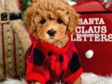 Efsane Kali̇tedeki̇ Kore Gen Hattina Sahip Toy Poodle Bebeklerimiz