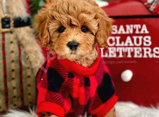 Efsane Kali̇tedeki̇ Kore Gen Hattina Sahip Toy Poodle Bebeklerimiz görsel
