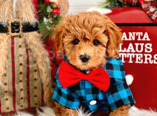 Efsane Kali̇tedeki̇ Kore Gen Hattina Sahip Toy Poodle Bebeklerimiz