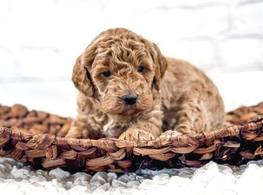 Sevi̇mli̇ Red Brown Toy Poodle Bebekleri̇mi̇z görsel