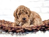 Mutluluk Kaynaği Red Brown Toy Poodle Bebekler
