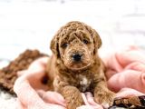SEVİMLİ RED BROWN TOY POODLE BEBEKLERİMİZ