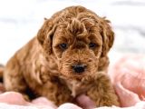 Sevi̇mli̇ Red Brown Toy Poodle Bebekleri̇mi̇z