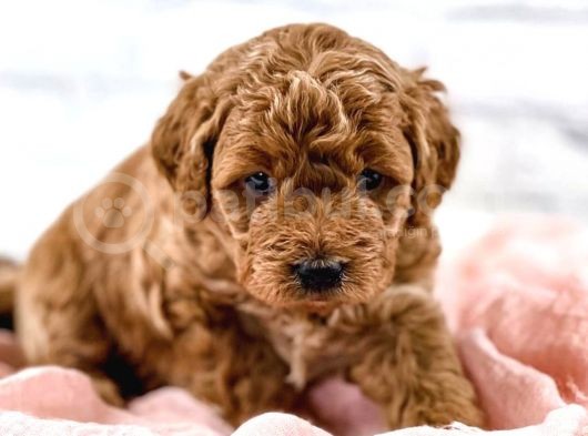 Sevi̇mli̇ Red Brown Toy Poodle Bebekleri̇mi̇z görsel