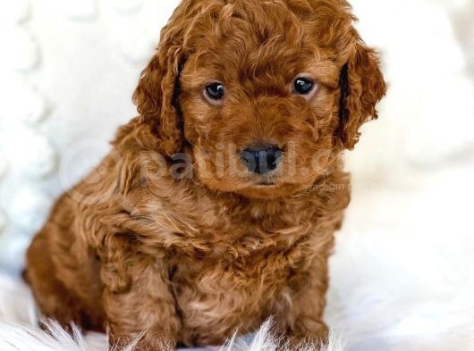 Mutluluk Kaynaği Red Brown Toy Poodle Bebekler