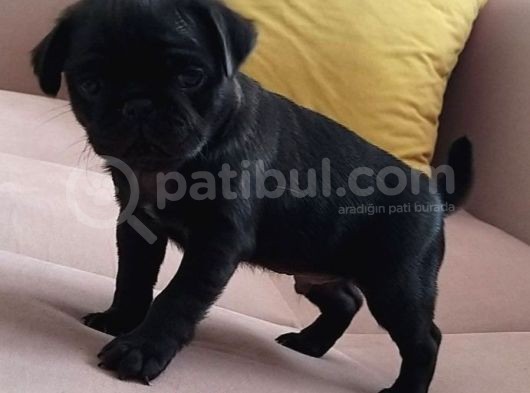 Pug Yavruları