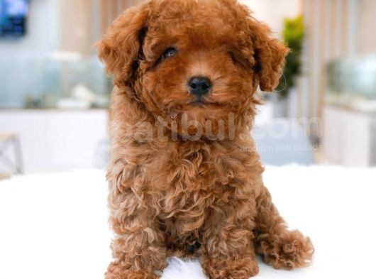 Dünya Tatlisi  Toy Poodle Yavrularimiz görsel