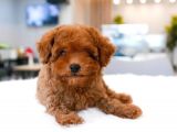 Dünya Tatlisi  Toy Poodle Yavrularimiz