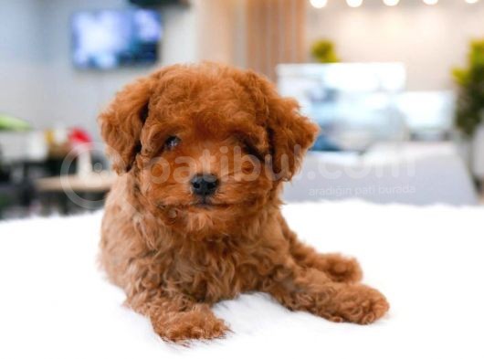 Dünya Tatlisi  Toy Poodle Yavrularimiz görsel