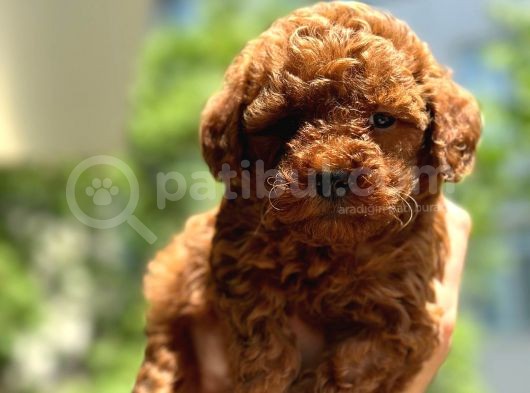 A Kali̇te Toypoodle Dünyasi görsel