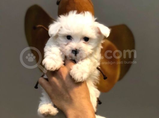 Tatlı Mı Tatlı Maltese Terrier Yavrularımız