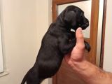 Dev Cane Corso Yavrular