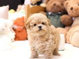 Kore Kani Toy Poodle Yavrulari̇mi̇z