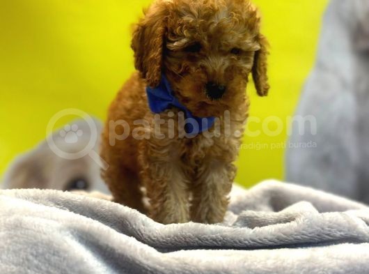 Kivircik Toypoodle Dünyasi görsel
