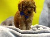 Kivir Kivir Toypoodle Yavrulari