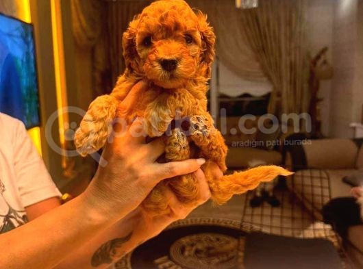 Toy Poodle