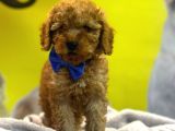 Kivircik Toypoodle Dünyasi