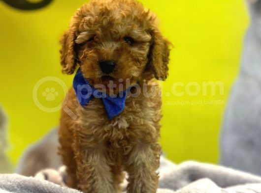 Kivircik Toypoodle Dünyasi görsel