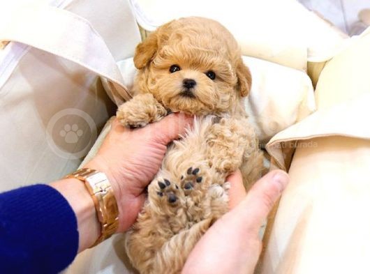 Kore Kani Toy Poodle Yavrulari̇mi̇z görsel