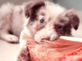 Border Collie Yavrular