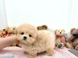 Mutluluk Kaynaği Toy Poodle Bebekler