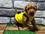 Malti̇poo Yavrular