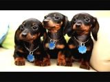 Irk Ve Sağlık Garantili Dachshund Yavrularımız