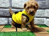 MALTİPOO YAVRULAR