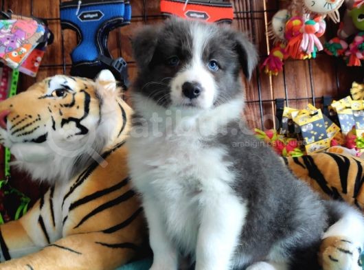 Irk Garantili Border Collie Yavruları görsel