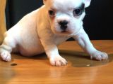 Irk Ve Sağlık Garantili French Buldogg Yavruları