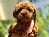 A Kali̇te Toypoodle Dünyasi