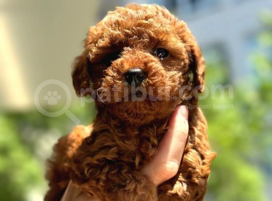 A Kali̇te Toypoodle Dünyasi görsel