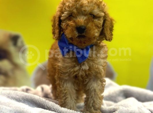 Kivir Kivir Toypoodle Yavrulari görsel