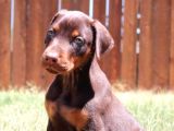 Irk Ve Sağlık Garantili Doberman Yavrular