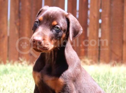 Irk Ve Sağlık Garantili Doberman Yavrular görsel