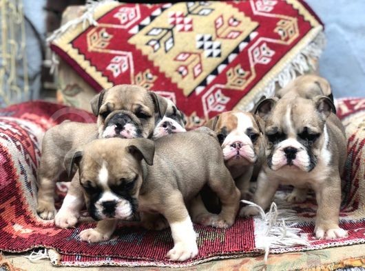 Ev Üretimi Safkan İngiliz Buldogg Yavrular görsel