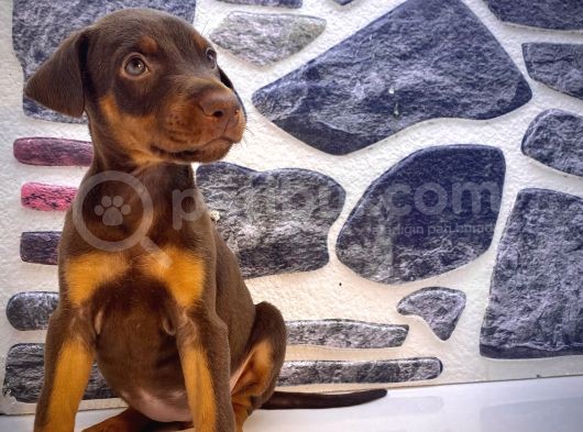Kaliteli Doberman Yavrularımız görsel