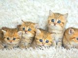 Show Clas Golden British Shorthair