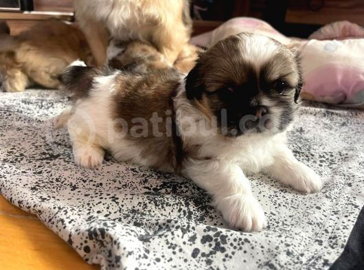 Ev Üretimi Safkan Pekines Yavrularımız görsel