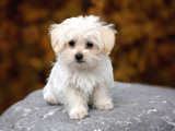 Ücretsiz Sahiplendirme Maltese Terrier