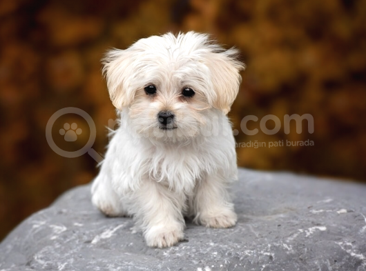 Ücretsiz Sahiplendirme Maltese Terrier görsel