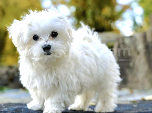 Ücretsiz Sahiplendirme Maltese Terrier görsel