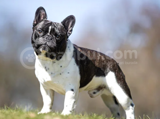 Ücretsiz Sahiplendirme French Bulldog görsel