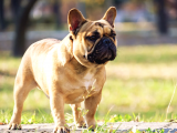 Ücretsiz Sahiplendirme French Bulldog