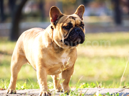 Ücretsiz Sahiplendirme French Bulldog görsel