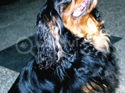 Ücretsiz Sahiplendirme Cavalier King Charles