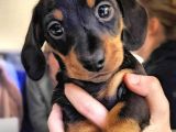 Irk Ve Sağlık Garantili Dachshund Yavrularımız