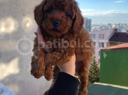 Muhteşem Red Brown Yavrular