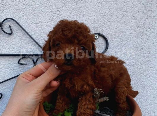 Sevi̇mli̇ Red Brown Yavrular görsel